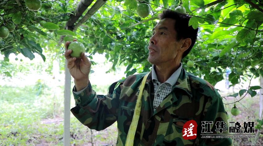 唐文种下黄金果传递致富经