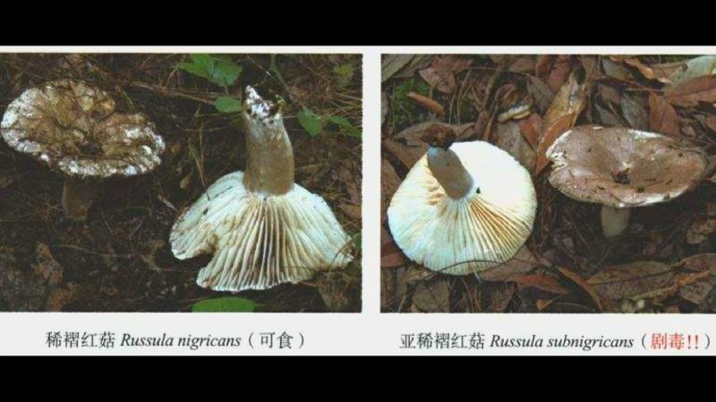 两老人误食野蘑菇中毒送医急救 医生提醒小心致命“美味” (3).jpg