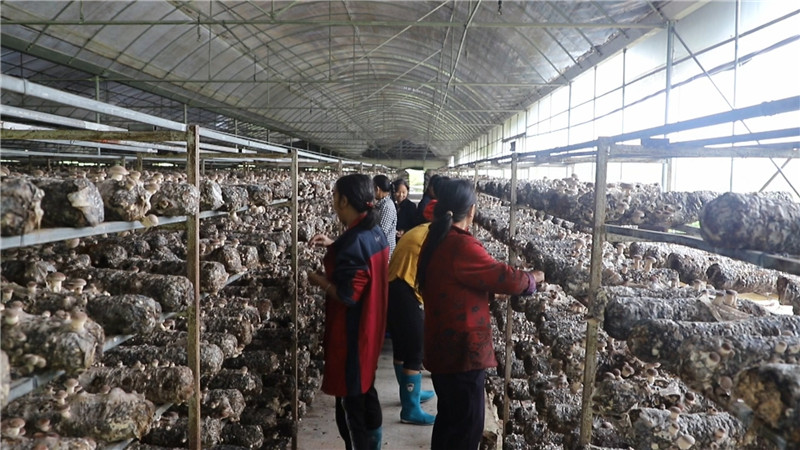 毛克文 尹文银香菇丰产.mp4_20200927_180939.144.jpg