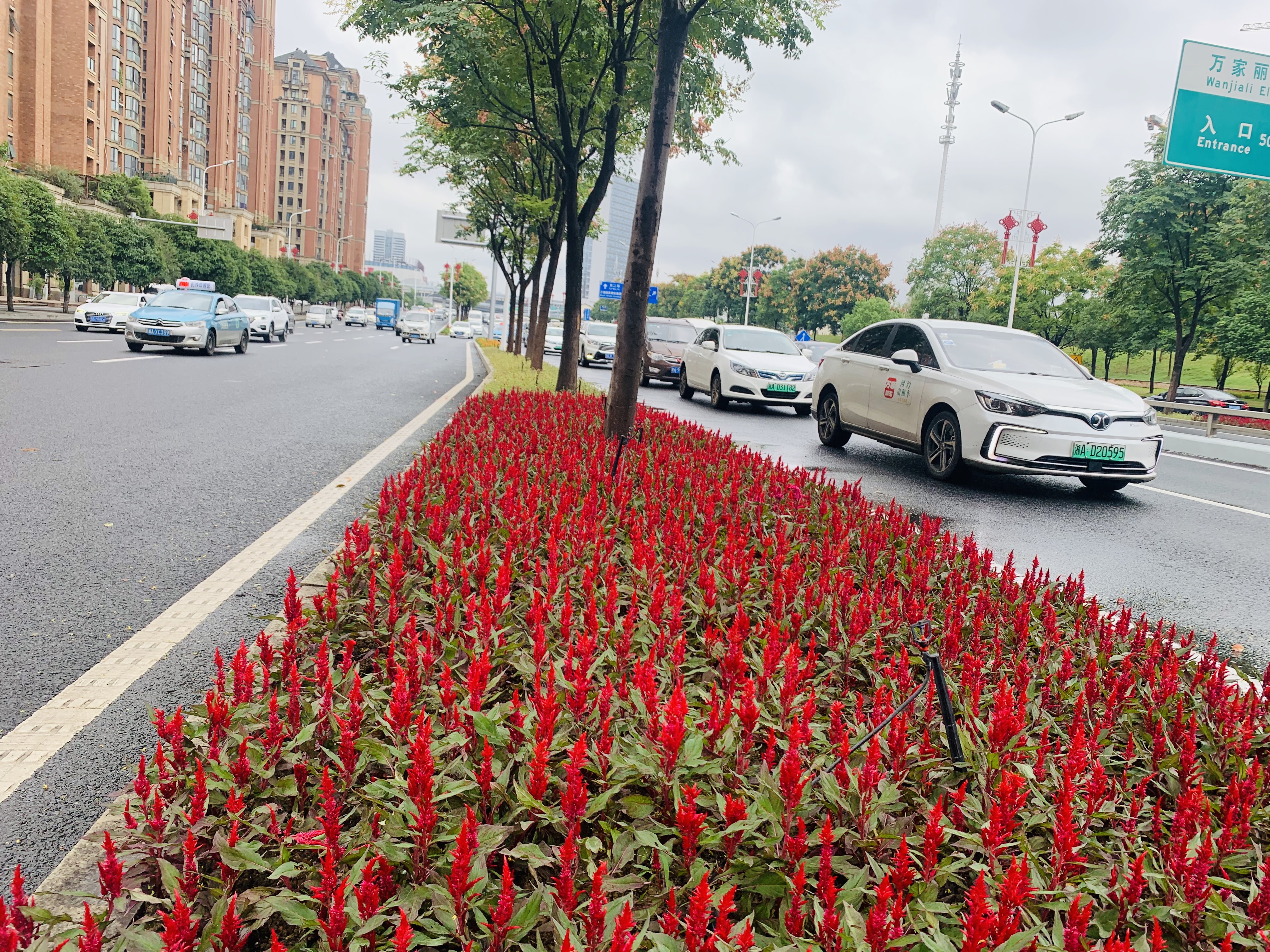 长沙大道的分车带，红色的鸡冠花营造出一片喜庆。