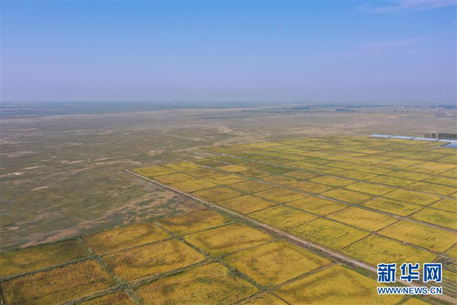 （经济）（4）内蒙古兴安盟海水稻亩产稻谷再破千斤