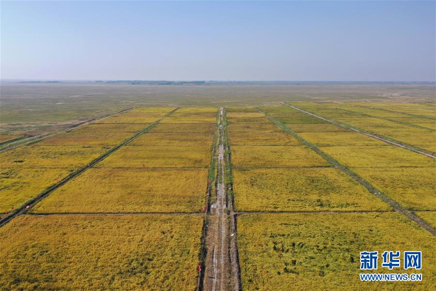 （经济）（5）内蒙古兴安盟海水稻亩产稻谷再破千斤