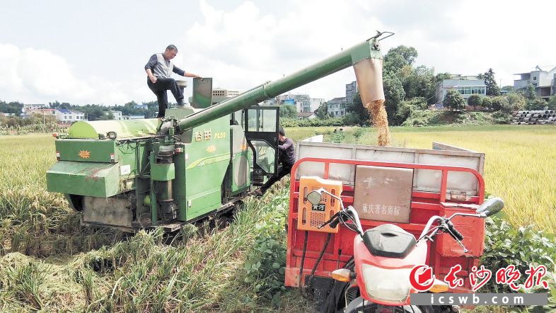 　　趁着雨水间歇期，种粮大户帮着散户加紧收割稻子。　　长沙晚报通讯员 于伟娟 摄