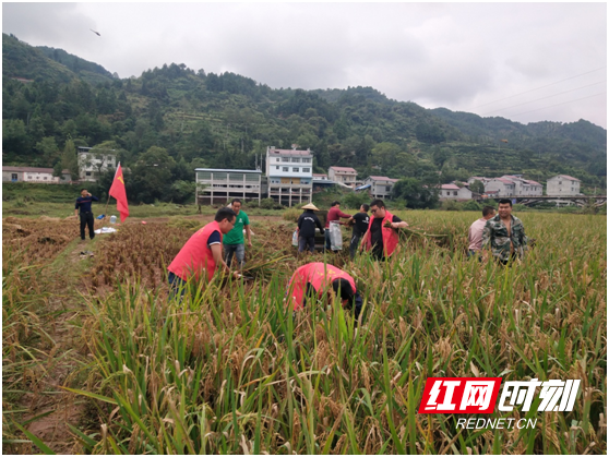在怀化市溆浦县黑岩村,种粮大户戴英东家60余亩共计4万余斤水稻已经