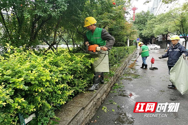 五一路，对生长旺盛的灌木进行修剪，保证市容美观.jpg