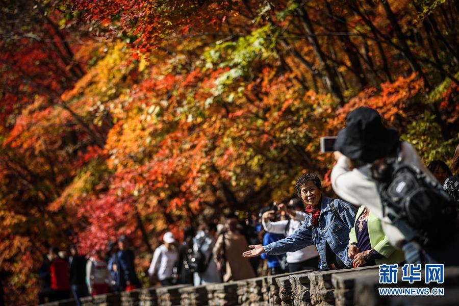 （社会）（3）“枫景”如画引游人