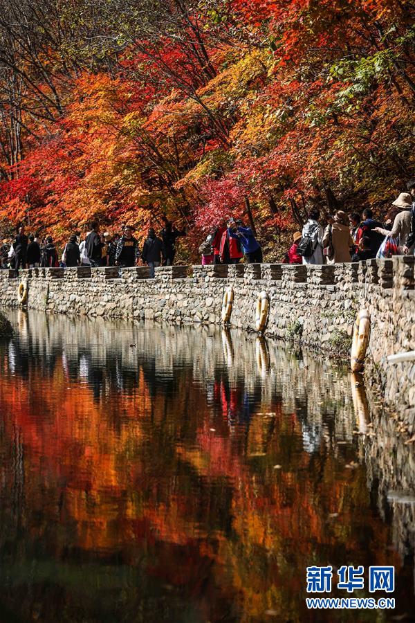 （社会）（4）“枫景”如画引游人