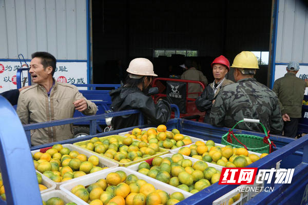 石门秀坪园艺场积极采取措施做好柑橘销售