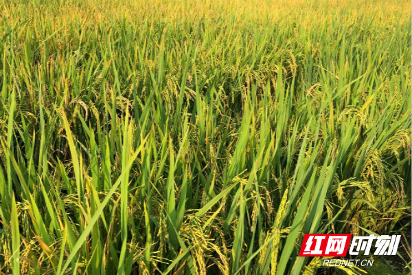南县浪拔湖镇：种植再生稻 增产又增收