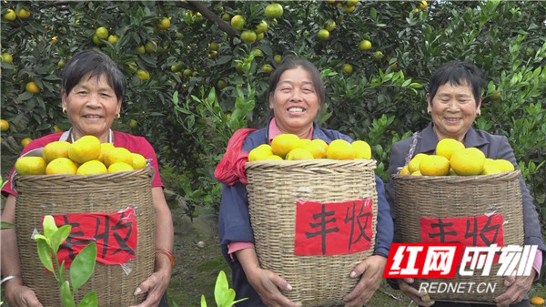 硕果累累丰收年.jpg