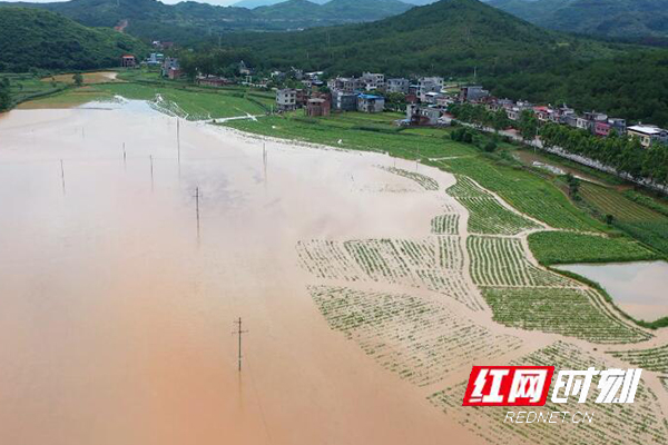江华：5000亩水毁改种稻开始收割