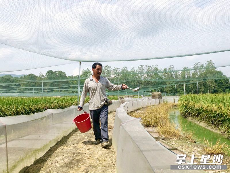 杨春奇在稻蛙养殖基地喂养稻蛙。宋彬彬 摄 杨春奇在稻蛙养殖基地喂养稻蛙。宋彬彬 摄