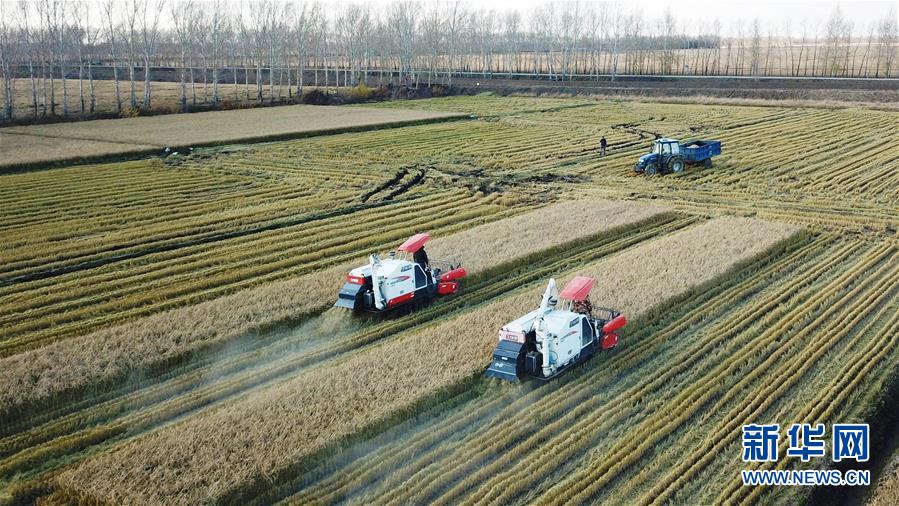 （经济）（4）“北大仓”秋收忙