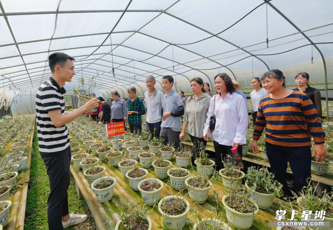 江背镇天大生物健康产业园的铁皮石斛种植大棚内,贫困户认真地听技术人员讲解如何浇水、除草等。章帝 摄 江背镇天大生物健康产业园的铁皮石斛种植大棚内,贫困户认真地听技术人员讲解如何浇水、除草等。章帝 摄