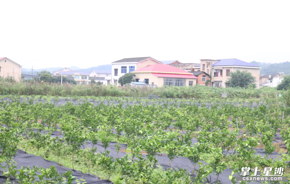 路口镇花桥湾村的果苗基地里,一排排各式的果苗已长出嫩叶,生命力十分旺盛。熊誉凯 摄 路口镇花桥湾村的果苗基地里,一排排各式的果苗已长出嫩叶,生命力十分旺盛。熊誉凯 摄