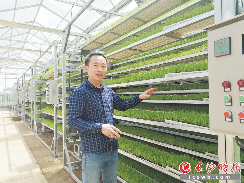 　　在双江口镇的极和智慧农业科技有限公司，负责人姜超展示新型育秧设备。　　张禹 摄
