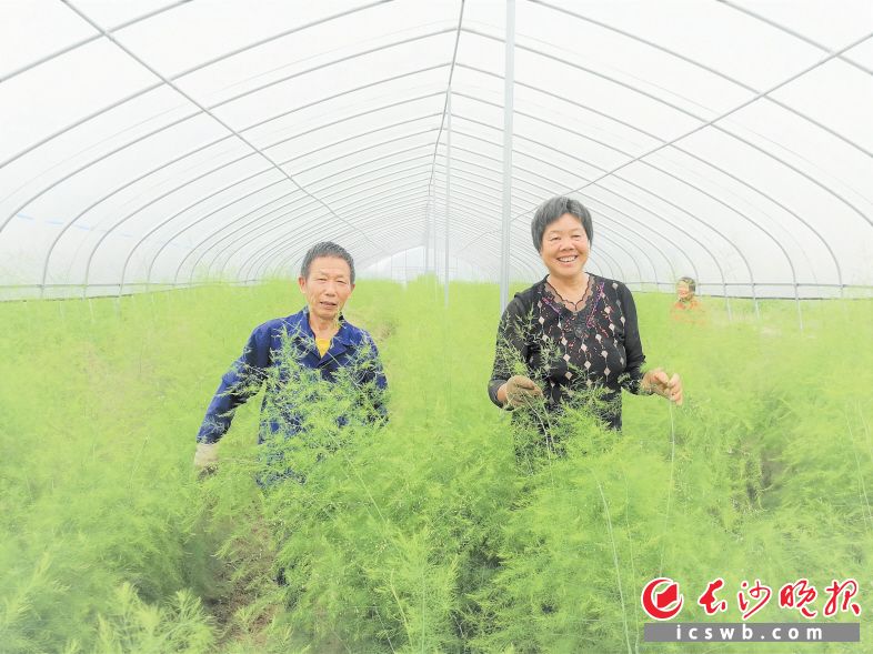 　　资福镇珊瑚村种植基地的芦笋长势喜人，贫困户喻光同（左一）正在给芦笋除草。张禹 摄