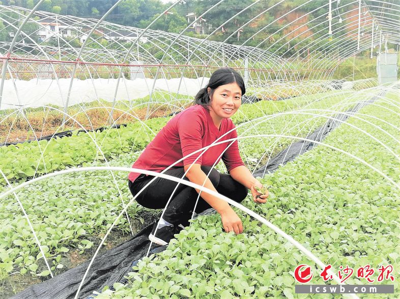 　　通过自主发展培育蔬菜种子，灰汤镇金农村的张秀春成为远近闻名的脱贫典型。张禹 摄