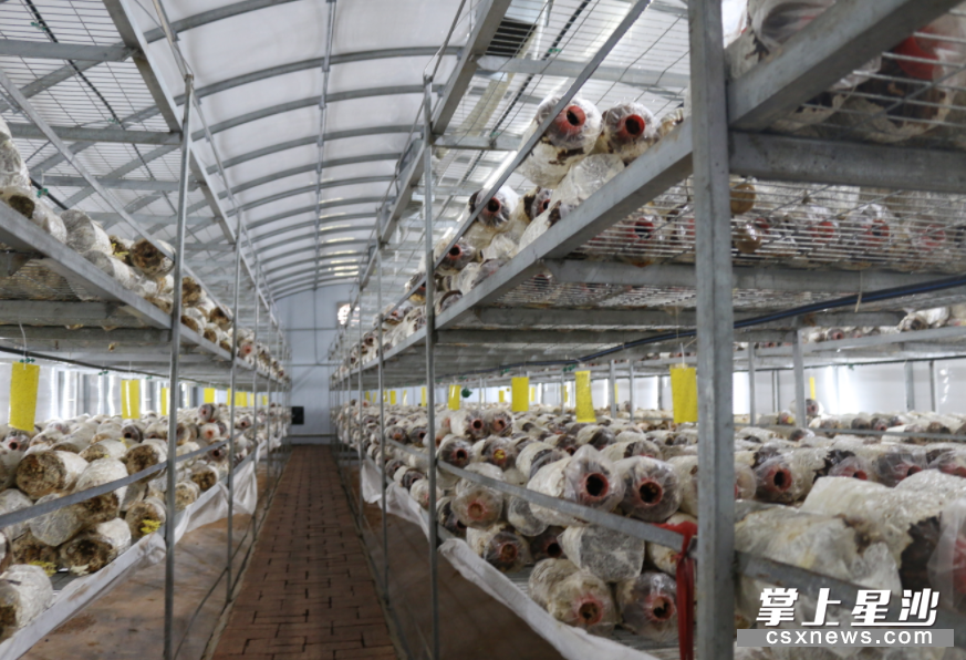 长沙友然农业科技有限公司扶贫车间。熊誉凯 摄 长沙友然农业科技有限公司扶贫车间。熊誉凯 摄