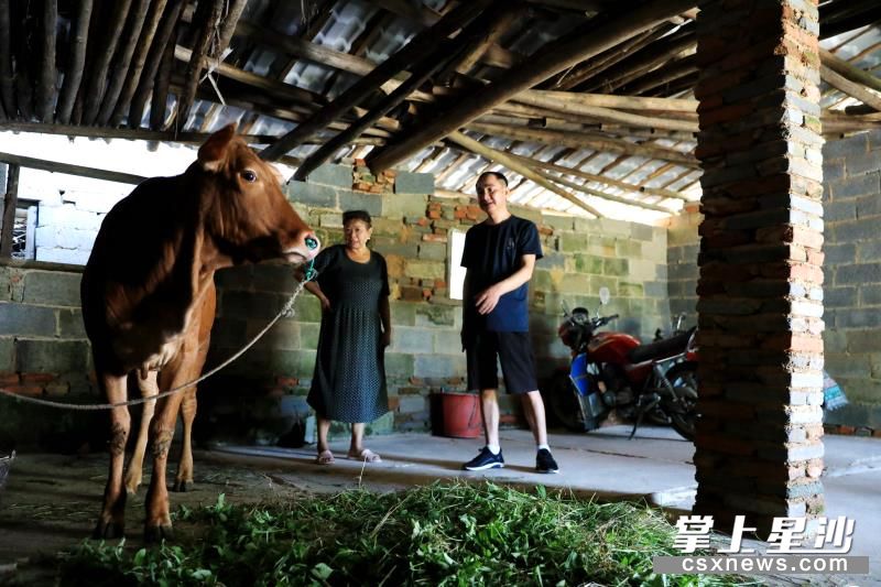 青山铺镇天华村驻村扶贫工作队从工作经费中拿出7500元给贫困户郑志华买了头牛养殖,拓宽其增收门路。 盛磊 摄 青山铺镇天华村驻村扶贫工作队从工作经费中拿出7500元给贫困户郑志华买了头牛养殖,拓宽其增收门路。 盛磊 摄