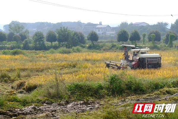 收割机在耕农富硒水稻种植基地中穿梭.jpg