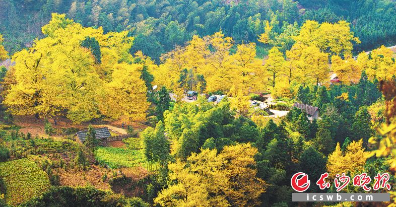 双牌县茶林镇桐子坳村素有“中国银杏第一村”美誉，吸引了众多省内外游客慕名而至。