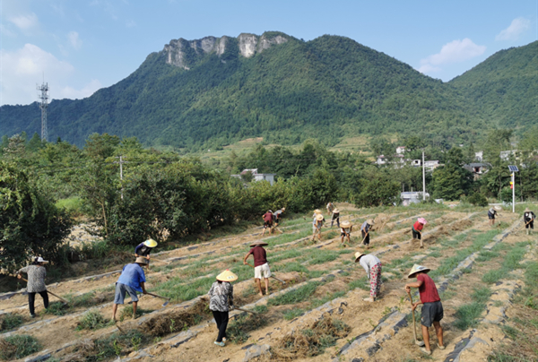 图8：留守村民在茶园除草，每天务工工资100元，在家也能务工赚钱.jpg