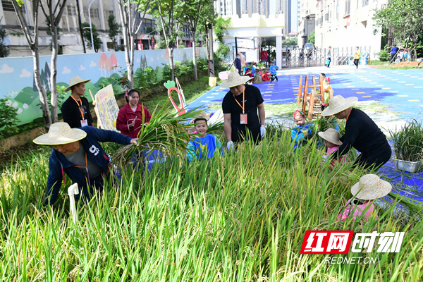 亲子收割忙.jpg