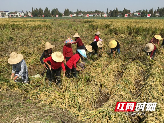 基地内的工人们正在忙碌收割巨型稻。.marked.jpg