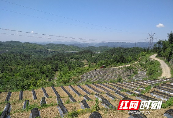 07岩锣村茶叶基地2.jpg