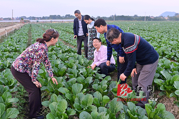 在清塘镇万亩蔬菜基地调研.gif