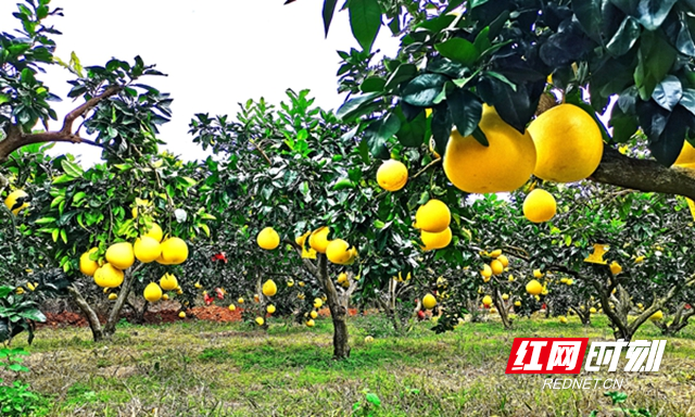 图片1.jpg 图片1.jpg