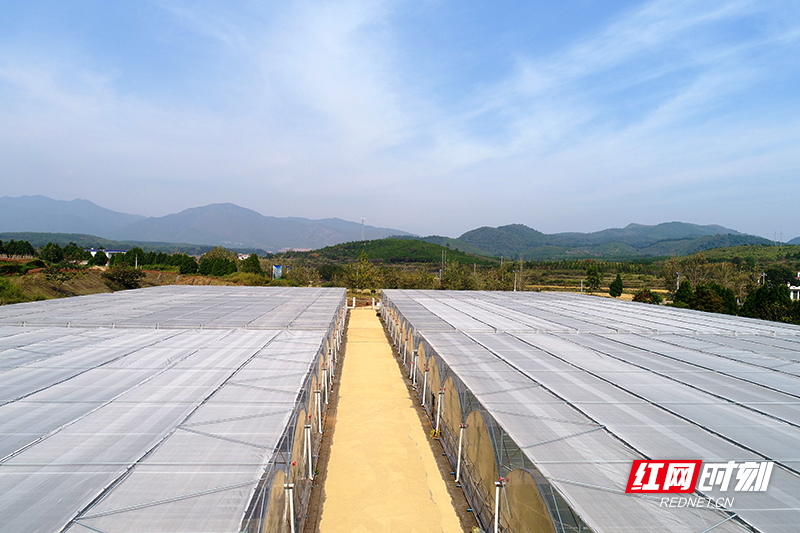 仁义蔬菜基地2.jpg