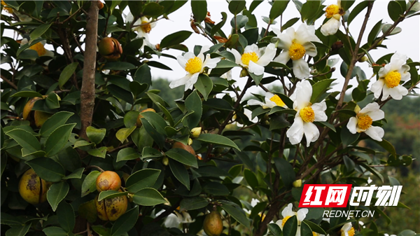 花果同树 (2).png