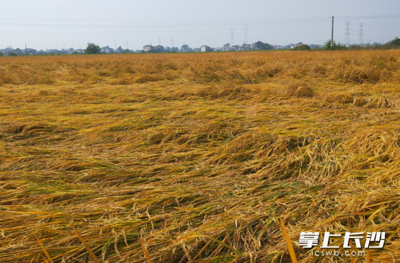 10月10日，望城区沙道湾生态农业粮食生产基地一季稻严重倒伏。