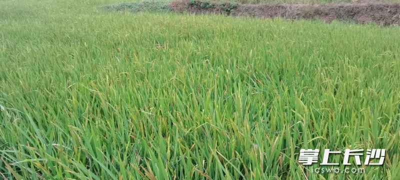 10月18日，岳麓区刘碧初家庭农场八十亩晚稻几乎绝收。