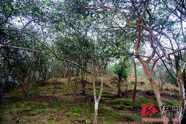 4.油茶山也成为群众发家致富的“金山银山”_副本.jpg