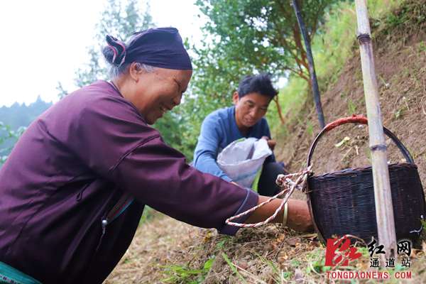 1.村民王天为和老伴正在自家的油茶山里采摘油茶。_副本.jpg