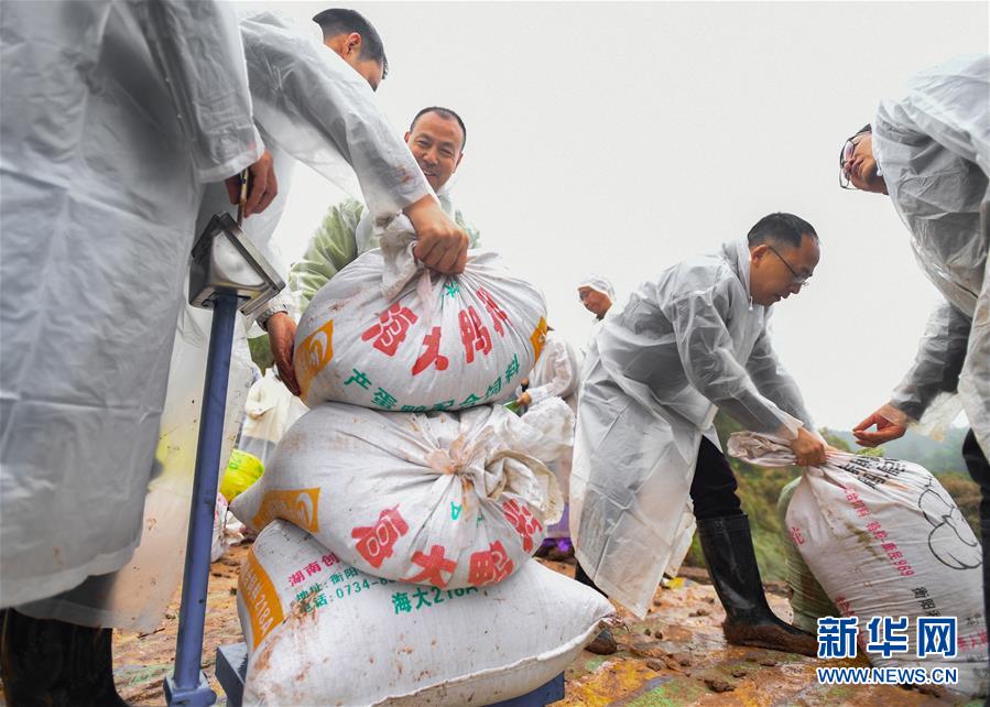 (图文互动)(7)袁隆平团队杂交水稻双季亩产突破1500公斤