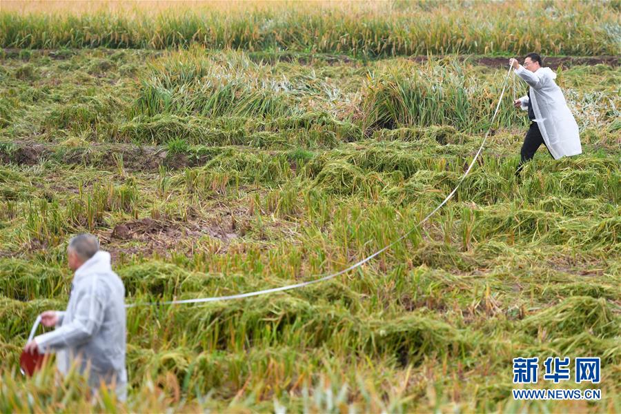 (图文互动)(3)袁隆平团队杂交水稻双季亩产突破1500公斤
