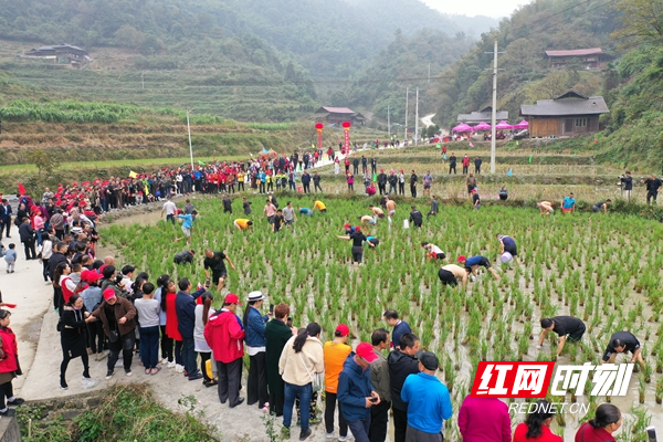 秋天摸鱼活动(郭承皓摄)_副本.jpg 秋天摸鱼活动(郭承皓摄)_副本.jpg