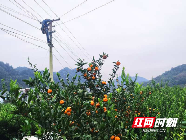 供电员工正在台区调整三相负荷.jpg 供电员工正在台区调整三相负荷.jpg