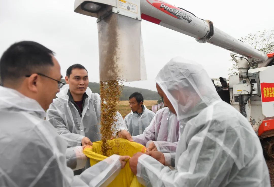 11月2日，在第三代杂交水稻“叁优一号”衡南试验示范基地，工作人员将稻谷装袋。新华社记者 陈泽国 摄