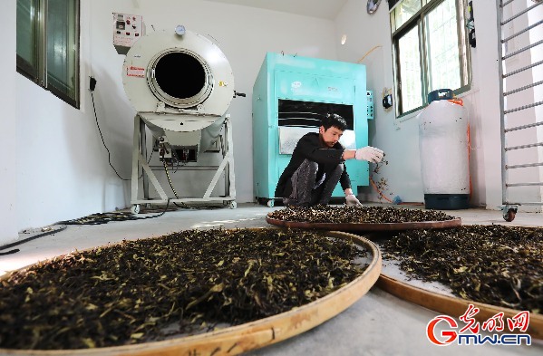【脱贫奔康·粤来粤好】广东潮州：一片小叶子托起山沟里的脱贫致富梦