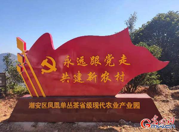【脱贫奔康·粤来粤好】广东潮州：一片小叶子托起山沟里的脱贫致富梦