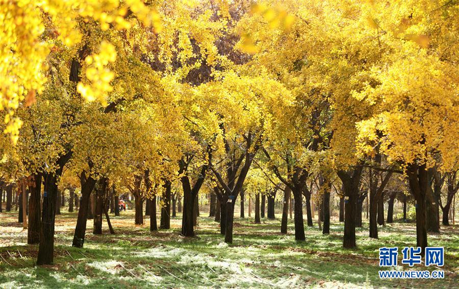 #(新华视界)(1)初冬银杏美