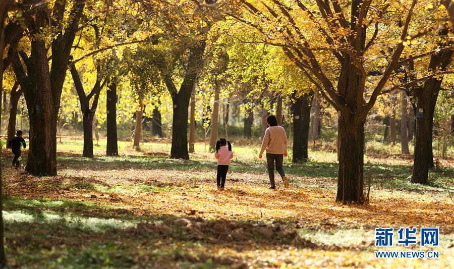 #(新华视界)(4)初冬银杏美