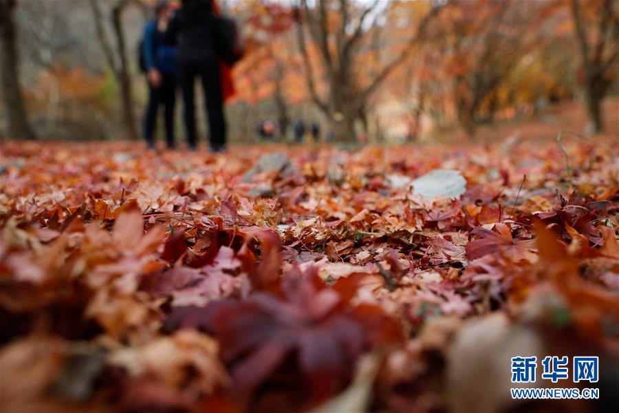 (国际)(2)周末赏“枫景”