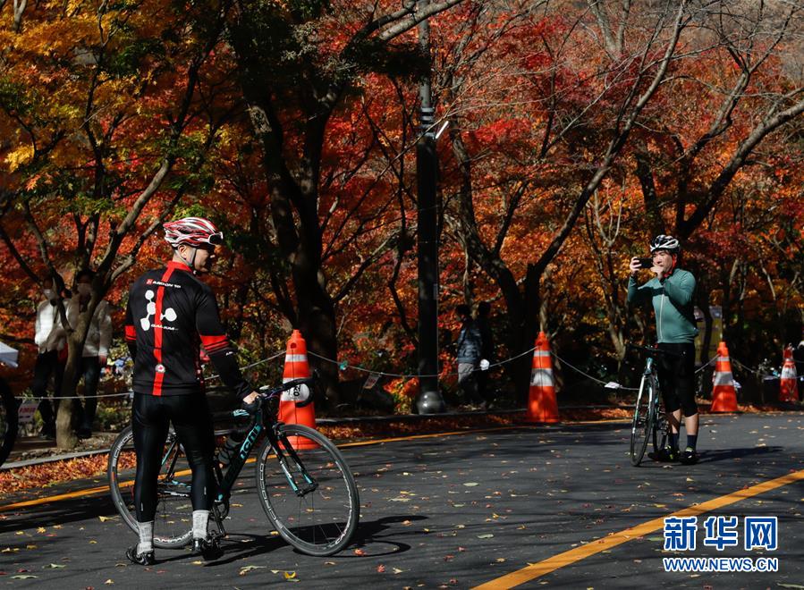 (国际)(7)周末赏“枫景”