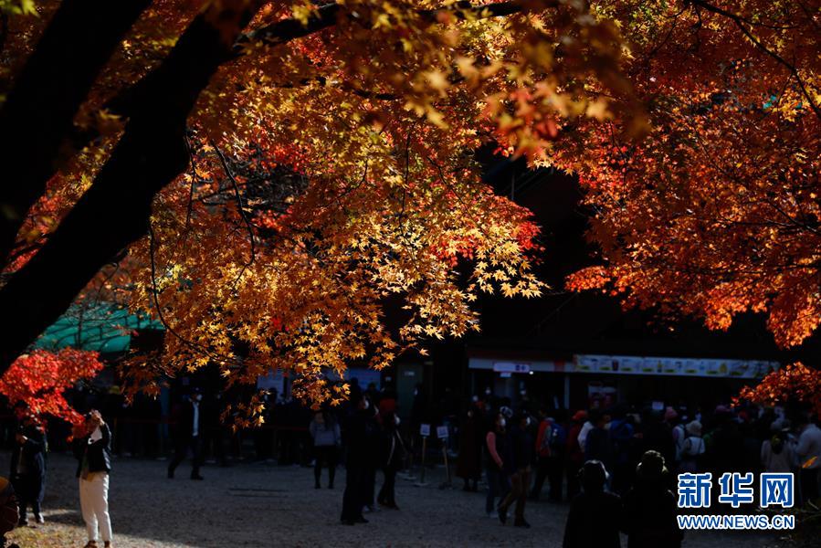 (国际)(5)周末赏“枫景”
